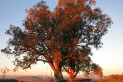 Sunset Glow