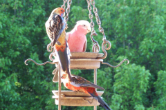 Bird Feeder