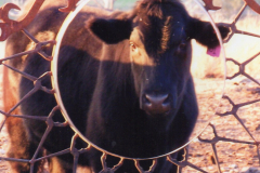 Friendly Cow