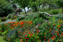 Flower Garden